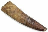 Fossil Spinosaurus Tooth - Real Dinosaur Tooth #376572-1